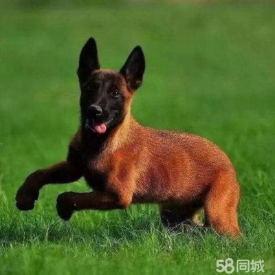 赤峰同城找狗電話多少號(hào)碼-第1張圖片