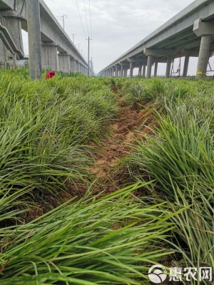 赤峰麥冬草批發(fā)廠家電話號(hào)碼-第1張圖片