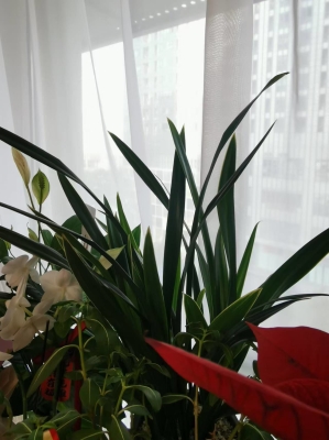 赤峰敖漢旗花棧鮮花店電話是多少-第1張圖片