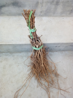 赤峰葡萄苗嫁接苗銷售電話號碼-第1張圖片