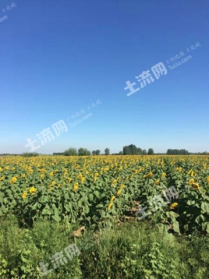 內蒙古赤峰附近水澆地-第1張圖片