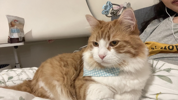 赤峰橘貓咖啡館地址電話號(hào)碼-第1張圖片