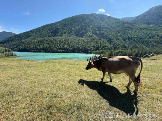 赤峰抓牛向?qū)щ娫捠嵌嗌偬?第1張圖片