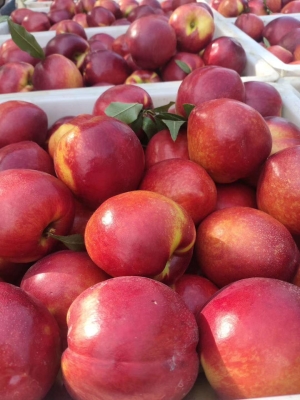 赤峰雞肉卷批發(fā)電話多少號-第1張圖片