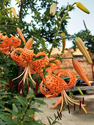 赤峰錦山張桂珍診所電話多少-第1張圖片