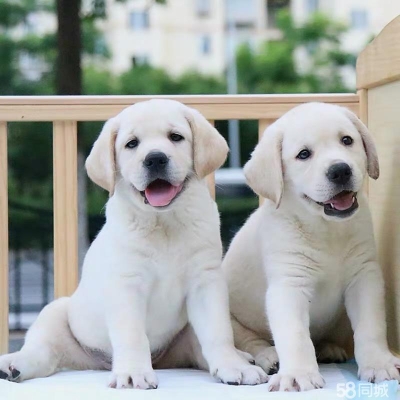 赤峰市拉布拉多領養(yǎng)電話號碼-第1張圖片