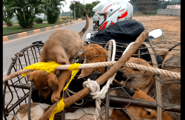 赤峰狗肉小館電話號(hào)碼查詢是多少-第1張圖片