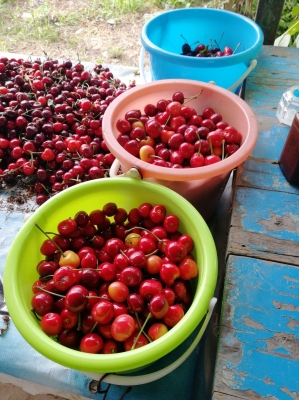 赤峰市文鐘鎮(zhèn)采摘園電話號(hào)碼-第1張圖片