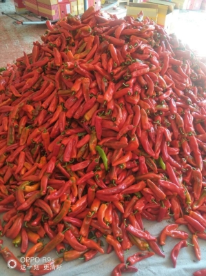 赤峰冷棚施工團(tuán)隊(duì)名單電話(huà)號(hào)碼-第1張圖片