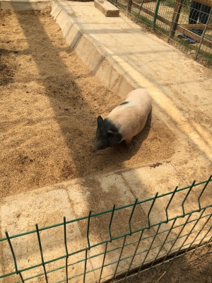 赤峰萌動動物樂園團購電話號碼-第1張圖片