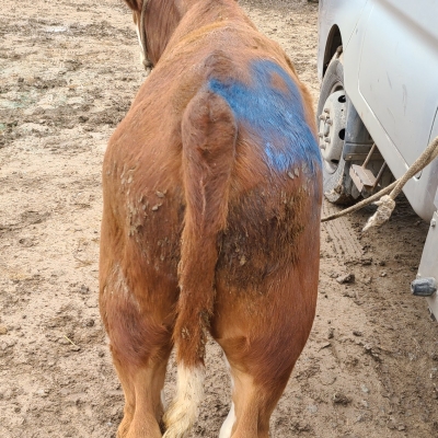 赤峰10頭牛苗批發(fā)電話號碼-第1張圖片