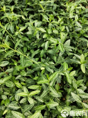 小葉扶芳藤批發(fā)-第1張圖片