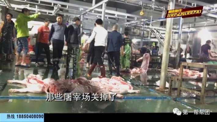 赤峰敖漢生豬屠宰場電話是多少-第1張圖片