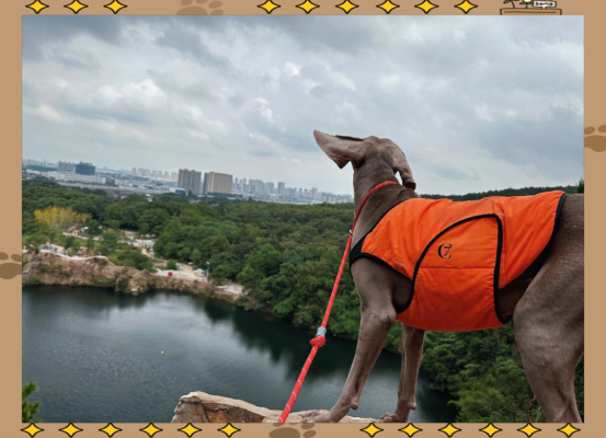 赤峰市大福狗狗樂(lè)園電話號(hào)碼-第1張圖片