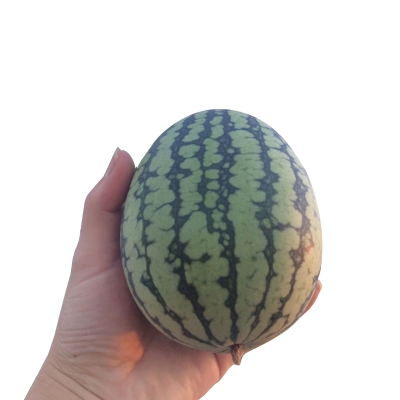 赤峰小禮品西瓜店電話多少號-第1張圖片