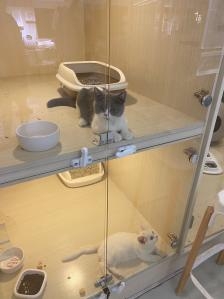 赤峰新天地貓舍地址電話號碼-第1張圖片