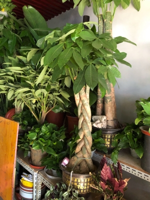 赤峰市氣球花鳥市場電話號碼-第1張圖片