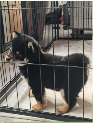 赤峰萌寵團(tuán)購(gòu)電話地址查詢號(hào)碼-第1張圖片