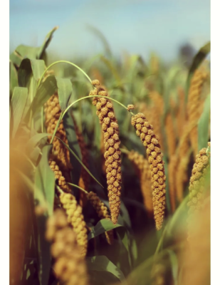 赤峰南波灣小米店電話號碼查詢-第1張圖片