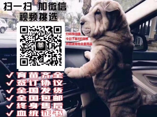 赤峰免費(fèi)送狗的地方電話號(hào)碼-第1張圖片