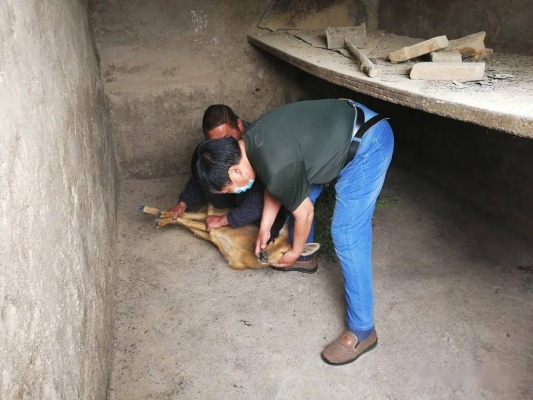 赤峰街道獸醫(yī)站電話號碼是多少-第1張圖片