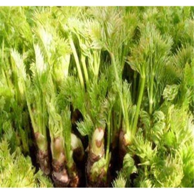 赤峰刺嫩芽苗專賣店電話號碼-第1張圖片