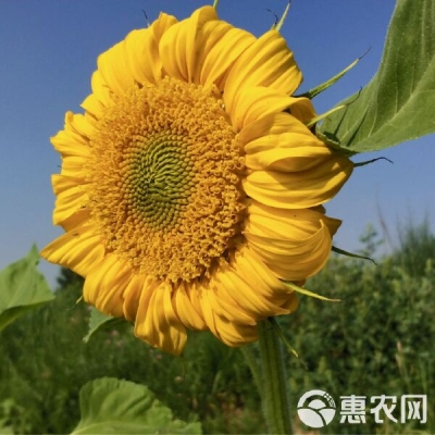 赤峰葵花油加工廠電話號(hào)碼-第1張圖片