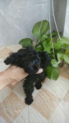 赤峰出售鹿犬電話地址是多少號(hào)-第1張圖片