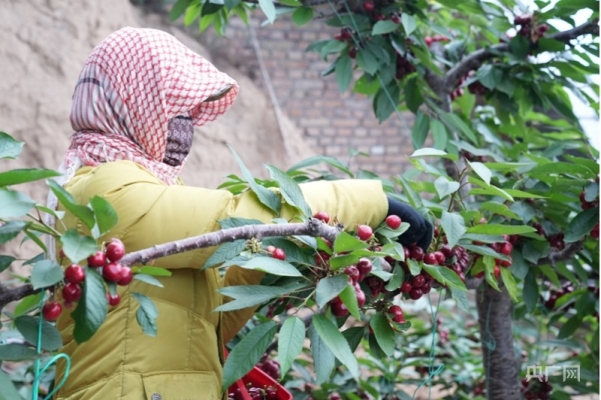 赤峰鈣果采摘園電話號碼查詢-第1張圖片