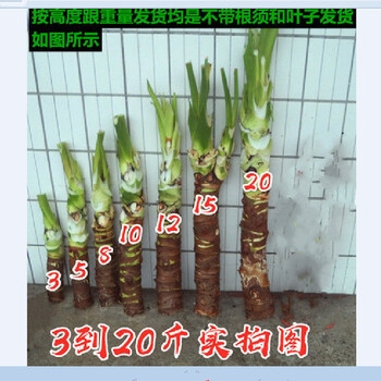 赤峰水培鮮花批發(fā)市場電話號碼-第1張圖片