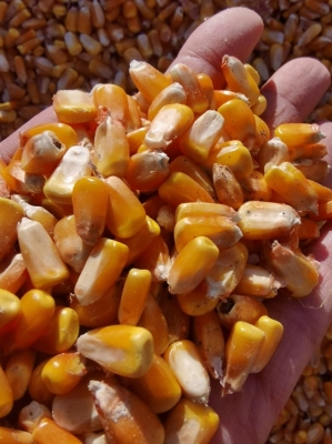 赤峰寧誠烤雞店電話多少號(hào)-第1張圖片