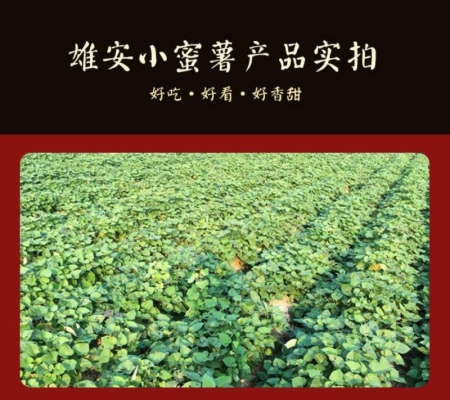 赤峰烤紅薯店電話多少號-第1張圖片