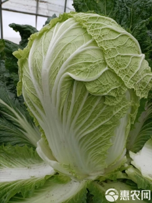 赤峰大白菜批發(fā)出售電話號碼-第1張圖片
