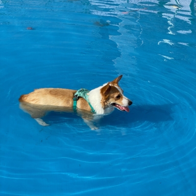 赤峰市寵物樂園地址電話號(hào)碼-第1張圖片