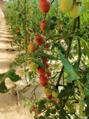 赤峰大西牛餅店電話號(hào)碼查詢-第1張圖片