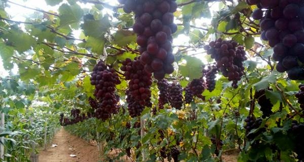 赤峰御龍垂釣園電話多少號-第1張圖片