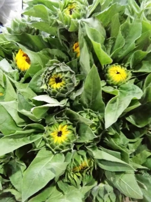 赤峰向日葵籽批發(fā)電話號碼-第1張圖片