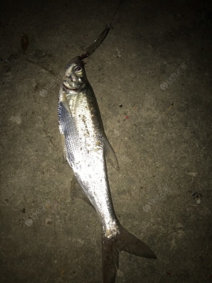 赤峰市附近夜釣地點(diǎn)電話號(hào)碼-第1張圖片