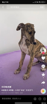 赤峰領養(yǎng)靈緹電話多少啊-第1張圖片