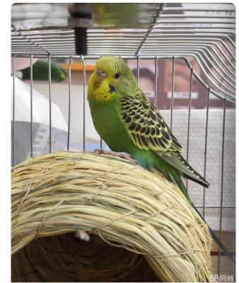 赤峰金典萌寵電話號(hào)碼查詢-第1張圖片