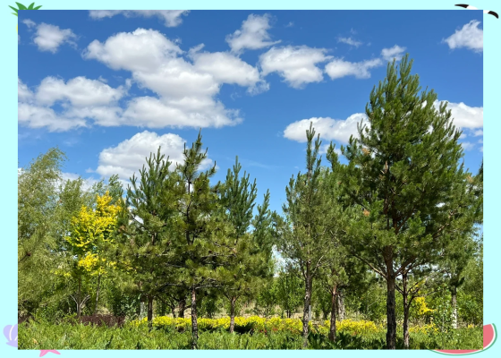 赤峰到四道灣拼車電話號(hào)碼是多少-第1張圖片