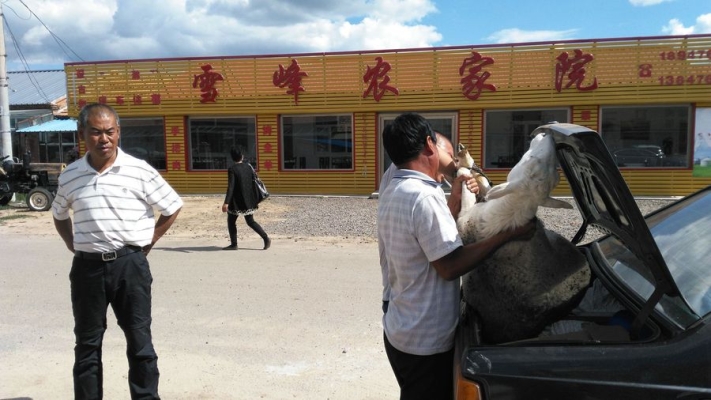赤峰賣羊的電話是多少啊-第1張圖片