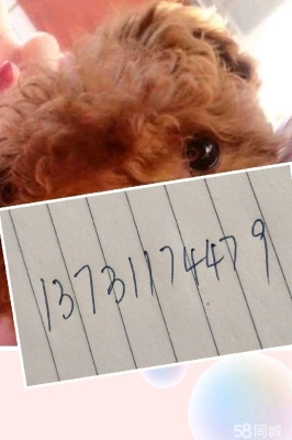 赤峰市狗狗領養(yǎng)電話號碼查詢-第1張圖片