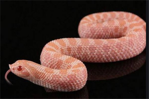 赤峰養(yǎng)鴨子基地電話號碼查詢-第1張圖片