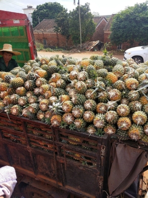 赤峰鳳梨蛋糕店電話號(hào)碼多少-第1張圖片