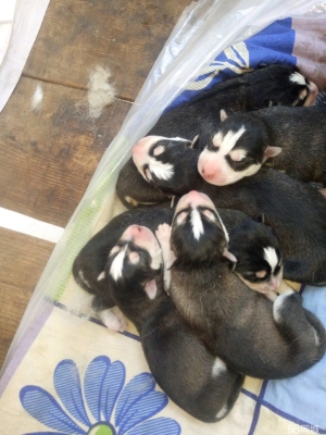 赤峰市區(qū)寵物狗回收電話號碼-第1張圖片