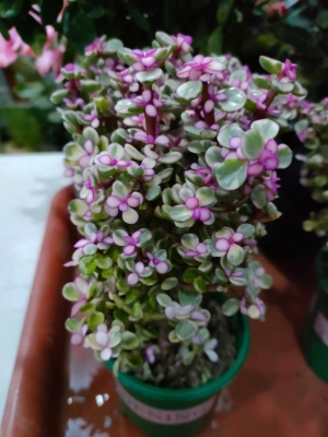 赤峰盆栽直播平臺電話是多少號-第1張圖片