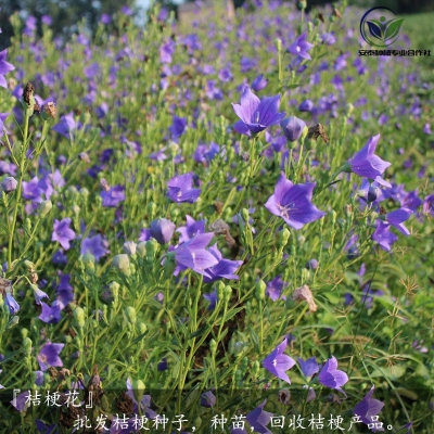 赤峰廢柴收購電話號碼查詢電話-第1張圖片