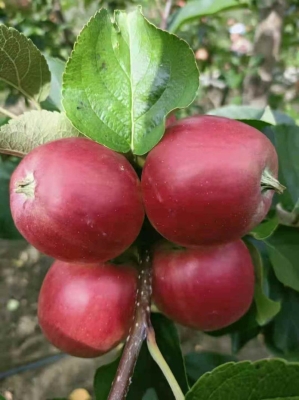 赤峰市蘋(píng)果收購(gòu)電話(huà)是多少號(hào)-第1張圖片