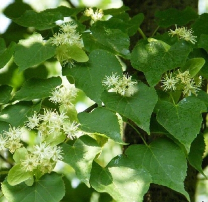 赤峰椴樹苗廠家電話多少號-第1張圖片